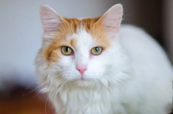 fotograf kotów łódź siedzący biało rudy kot wpatrzony w obiektyw