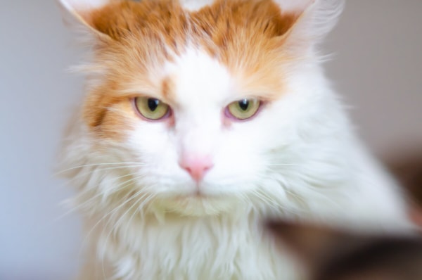 fotograf kotów łódź kot biało rudy groźnie spoglądający