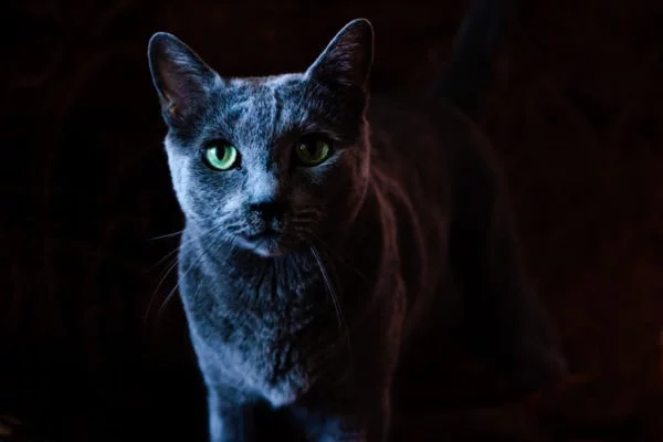 fotografia kotów łódź sesja w dom czarny kto na ciemnym tle