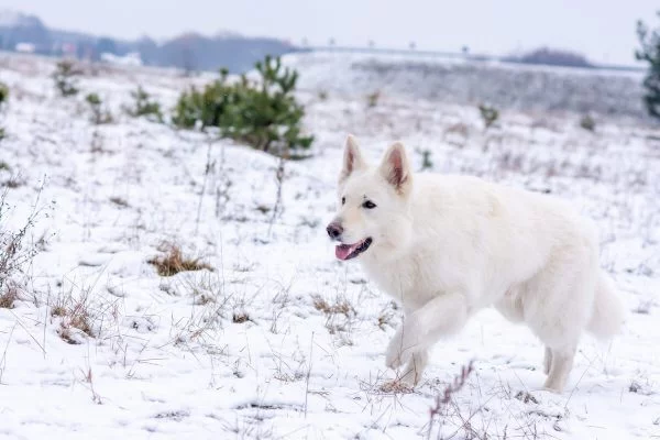 zimowa sesja biały owczarek szwajcarski przyczajony pies skrada się