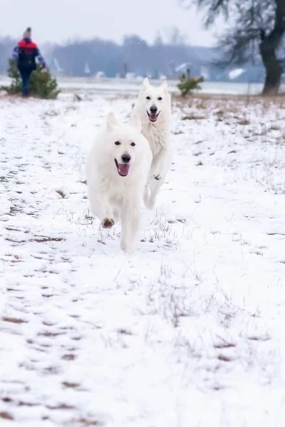 zimowa sesja biały owczarek szwajcarski dwa psy biegną jeden za drugim po sńiegu
