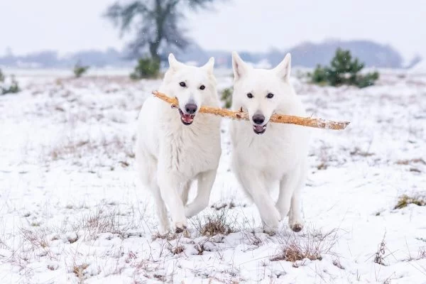 zimowa sesja biały owczarek szwajcarski dwa psy biegną po śniegu trzymając jeden patyk w pysku