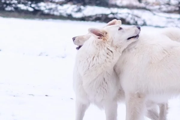 zimowa sesja biały owczarek szwajcarski dwa psy przytulają się kładac głowy na grzebietach