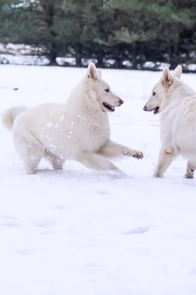 zimowa sesja biały owczarek szwajcarski dwa psy bawią się na śniegu