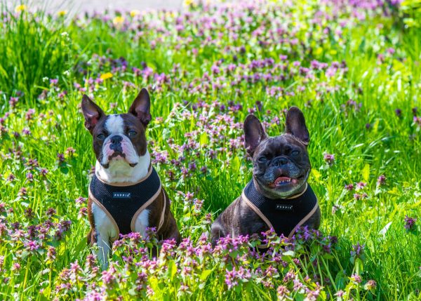 Fotograf psów Łódź dwa buldogi francuskie w fioletowych kwiatach