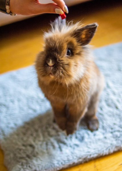 Fotograf zwierząt Łódź królik na dywaniku w pokoju